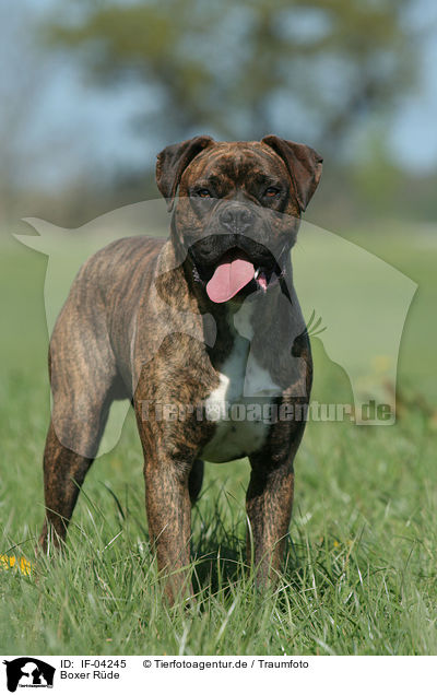 Boxer Rde / male Boxer / IF-04245