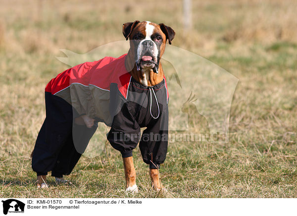 Boxer im Regenmantel / Boxer with raincoat / KMI-01570