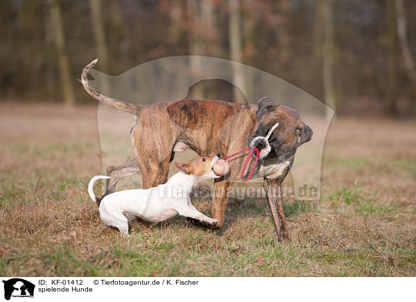 spielende Hunde / playing dogs / KF-01412
