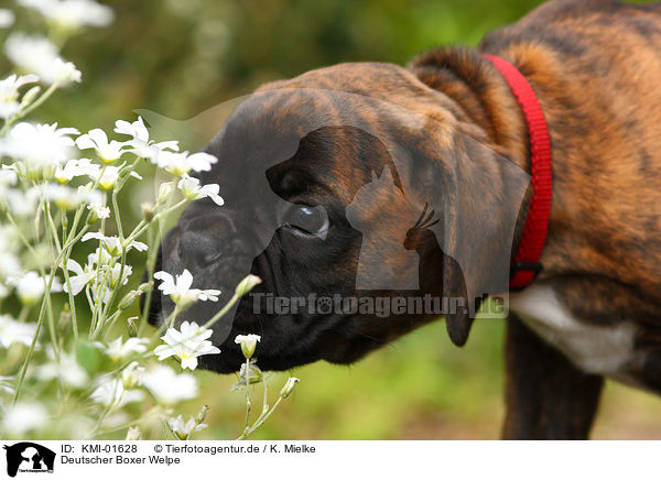 Deutscher Boxer Welpe / Boxer Puppy / KMI-01628