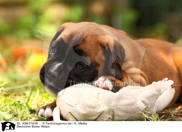Deutscher Boxer Welpe / Boxer Puppy / KMI-01636