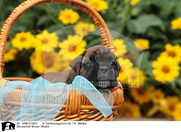 Deutscher Boxer Welpe / Boxer puppy / KMI-01907