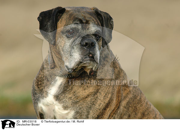 Deutscher Boxer / German Boxer / MR-03018