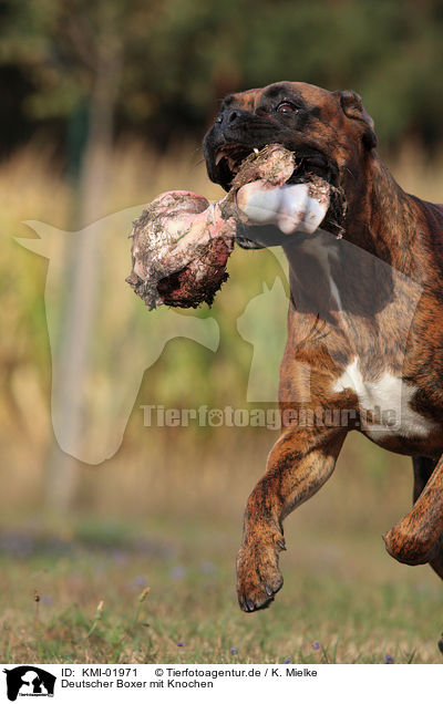 Deutscher Boxer mit Knochen / German Boxer with bone / KMI-01971