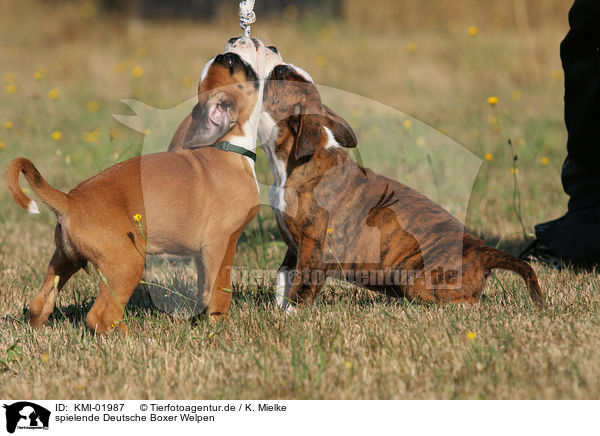 spielende Deutsche Boxer Welpen / playing German Boxer Puppies / KMI-01987
