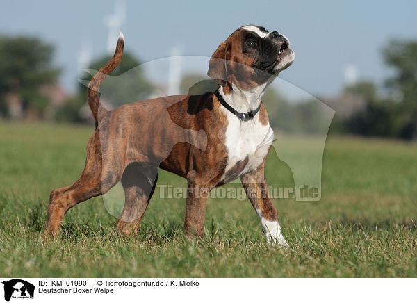 Deutscher Boxer Welpe / German Boxer Puppy / KMI-01990