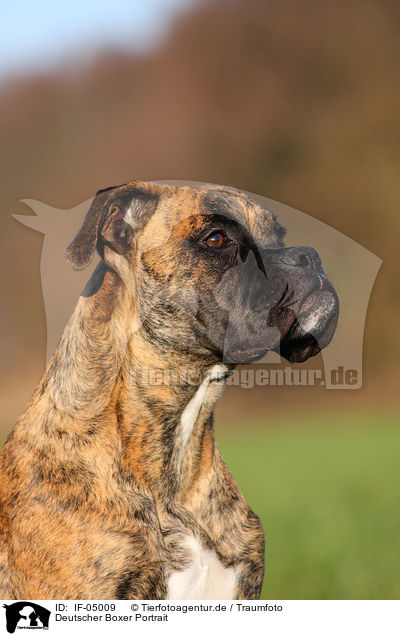 Deutscher Boxer Portrait / German Boxer Portrait / IF-05009