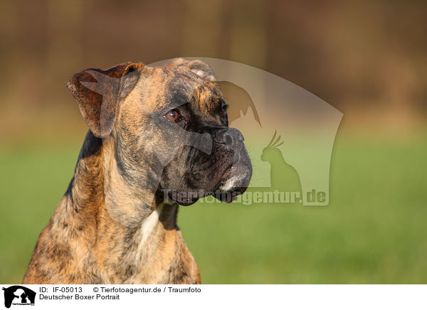 Deutscher Boxer Portrait / German Boxer Portrait / IF-05013