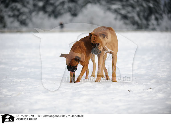 Deutsche Boxer / German Boxer / YJ-01079