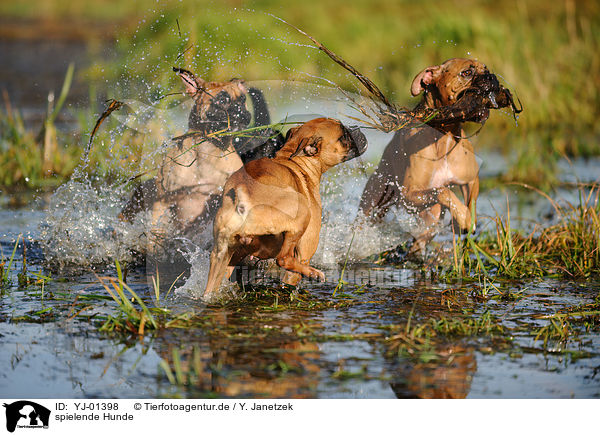 spielende Hunde / playing dogs / YJ-01398