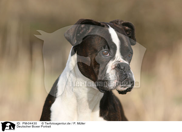 Deutscher Boxer Portrait / German Boxer portrait / PM-04430
