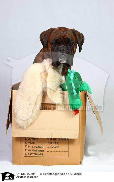 Deutscher Boxer / German Boxer / KMI-02381