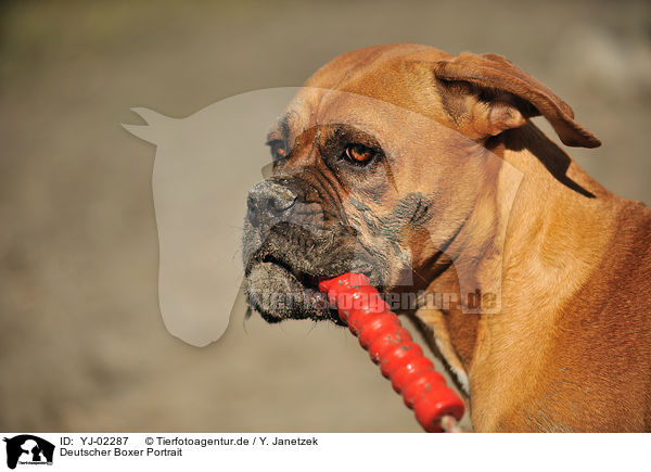 Deutscher Boxer Portrait / German Boxer Portrait / YJ-02287