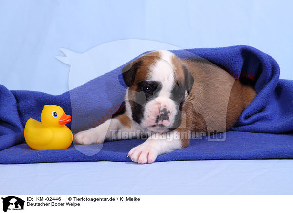 Deutscher Boxer Welpe / German Boxer Puppy / KMI-02446