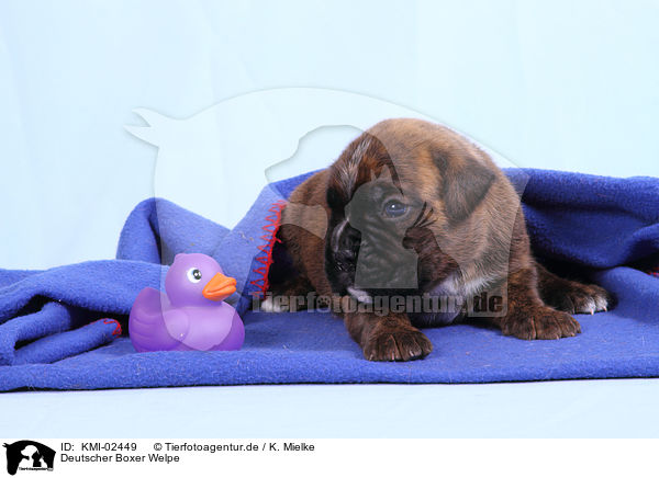 Deutscher Boxer Welpe / German Boxer Puppy / KMI-02449