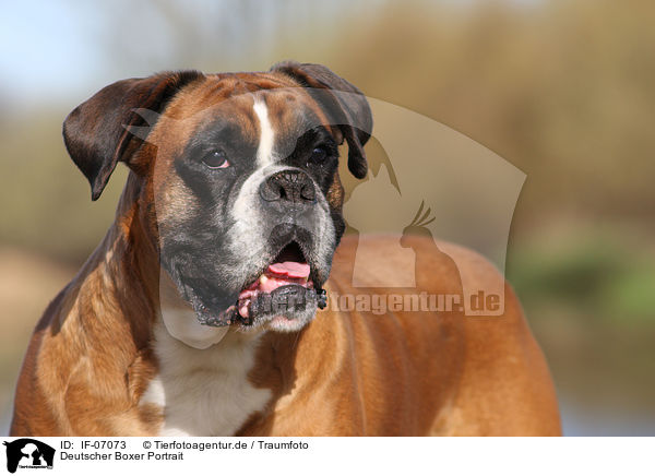 Deutscher Boxer Portrait / German Boxer Portrait / IF-07073
