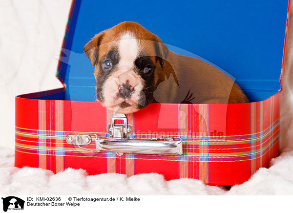Deutscher Boxer Welpe / German Boxer Puppy / KMI-02636