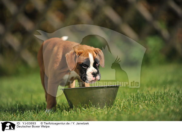Deutscher Boxer Welpe / German Boxer Puppy / YJ-03693