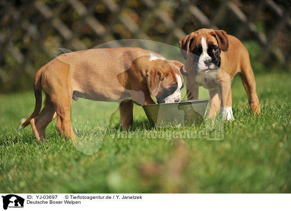 Deutsche Boxer Welpen / German Boxer Puppies / YJ-03697