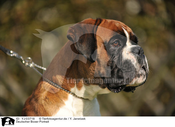 Deutscher Boxer Portrait / German Boxer Portrait / YJ-03718