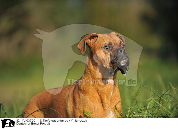 Deutscher Boxer Portrait / German Boxer Portrait / YJ-03720