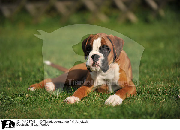 Deutscher Boxer Welpe / German Boxer Puppy / YJ-03743