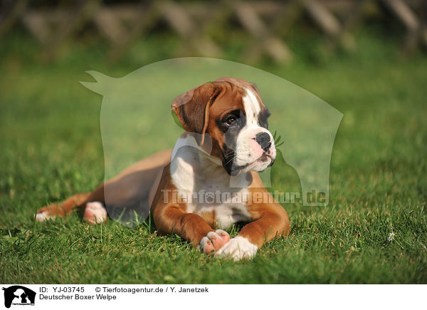Deutscher Boxer Welpe / German Boxer Puppy / YJ-03745