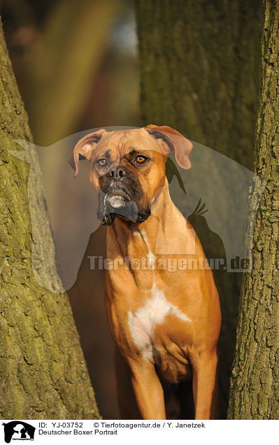 Deutscher Boxer Portrait / German Boxer Portrait / YJ-03752