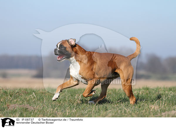 rennender Deutscher Boxer / running German Boxer / IF-08737