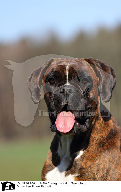 Deutscher Boxer Portrait / German Boxer Portrait / IF-08756