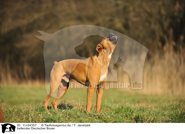 bellender Deutscher Boxer / barking German Boxer / YJ-04357