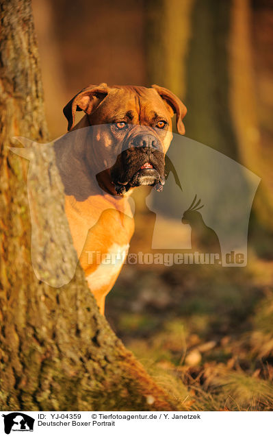 Deutscher Boxer Portrait / German Boxer Portrait / YJ-04359