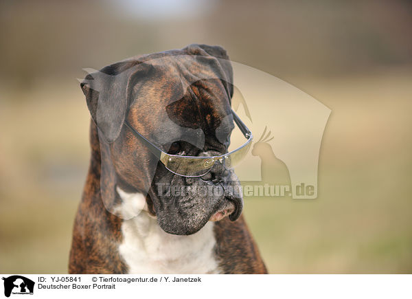 Deutscher Boxer Portrait / German Boxer Portrait / YJ-05841