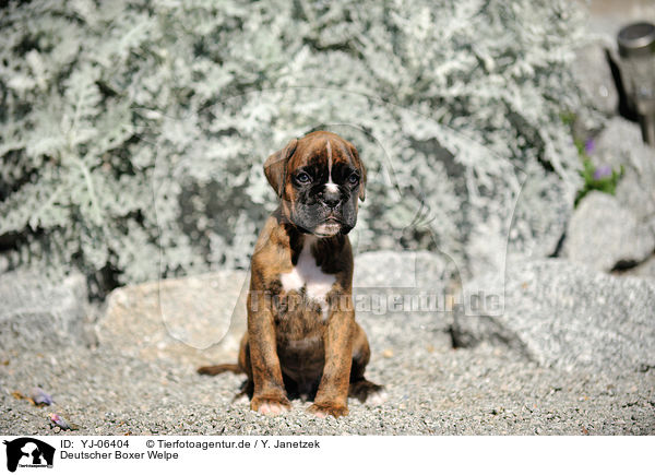 Deutscher Boxer Welpe / German Boxer Puppy / YJ-06404