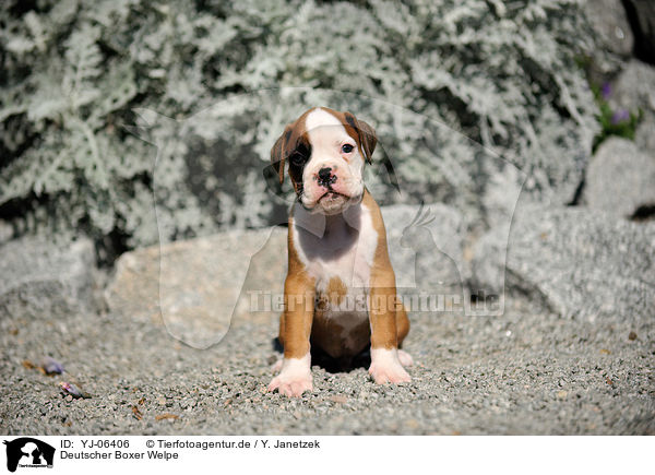 Deutscher Boxer Welpe / German Boxer Puppy / YJ-06406