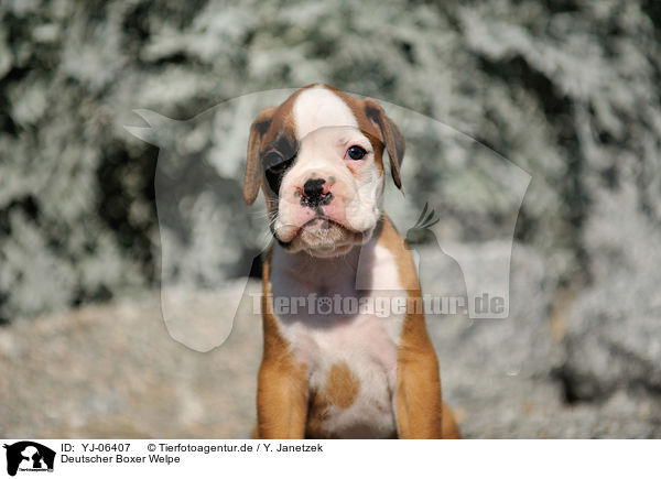 Deutscher Boxer Welpe / German Boxer Puppy / YJ-06407