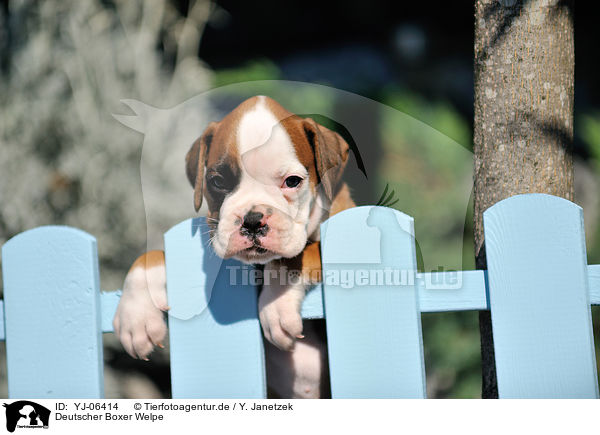 Deutscher Boxer Welpe / German Boxer Puppy / YJ-06414