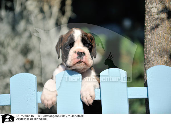 Deutscher Boxer Welpe / German Boxer Puppy / YJ-06415