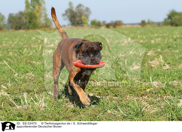 apportierender Deutscher Boxer / fetching German Boxer / SS-32470