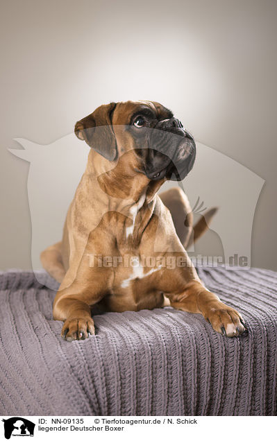 liegender Deutscher Boxer / lying German Boxer / NN-09135