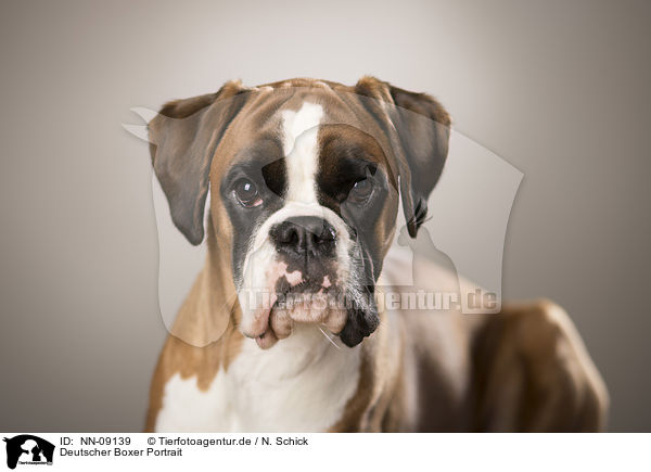 Deutscher Boxer Portrait / German Boxer Portrait / NN-09139