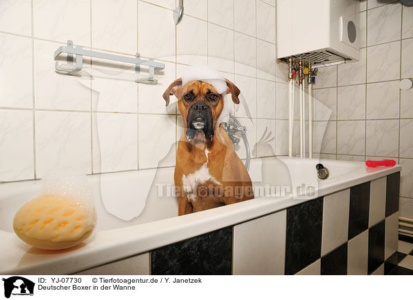 Deutscher Boxer in der Wanne / German Boxer in bathtub / YJ-07730