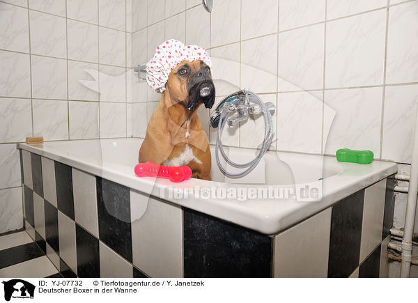 Deutscher Boxer in der Wanne / German Boxer in bathtub / YJ-07732