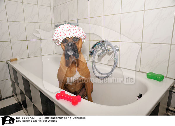 Deutscher Boxer in der Wanne / German Boxer in bathtub / YJ-07733