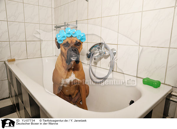 Deutscher Boxer in der Wanne / German Boxer in bathtub / YJ-07734