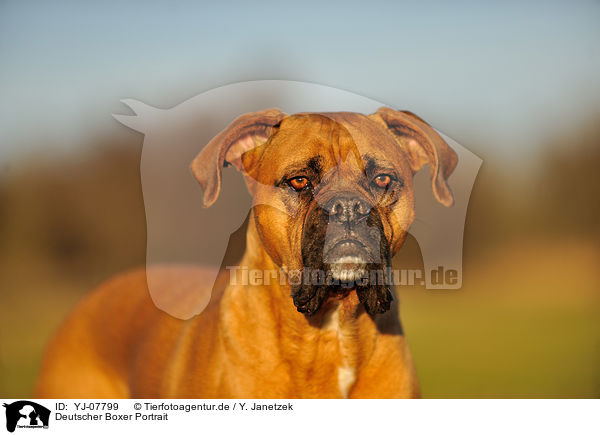 Deutscher Boxer Portrait / YJ-07799