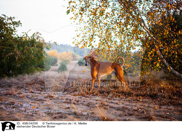 stehender Deutscher Boxer / standing German Boxer / KMI-04056