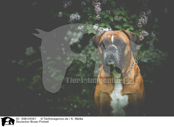 Deutscher Boxer Portrait / German Boxer Portrait / KMI-04081