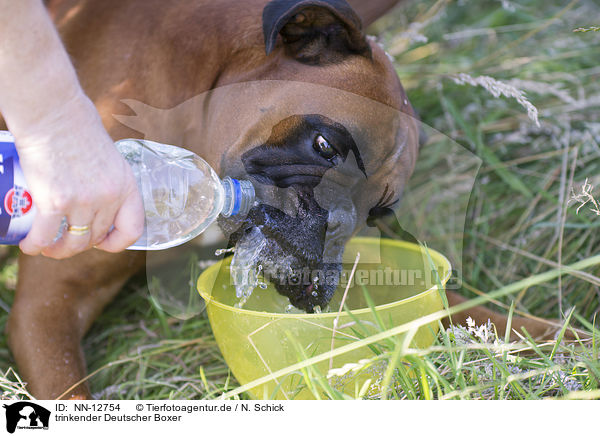 trinkender Deutscher Boxer / NN-12754