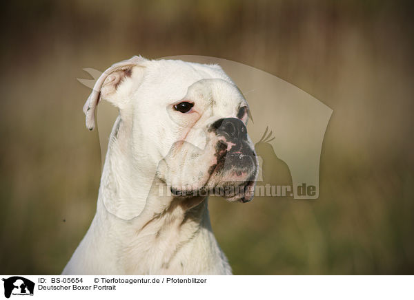 Deutscher Boxer Portrait / BS-05654